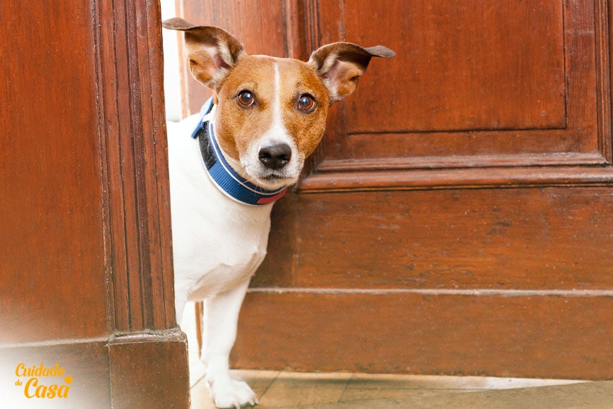 Pet vendo sua dona pesquisar sobre como limpar xixi de cachorro