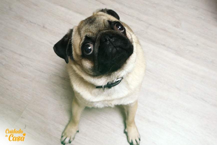 Cachorro sentado no chão olhando para o dono