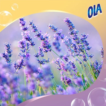 Curiosidades sobre a lavanda
