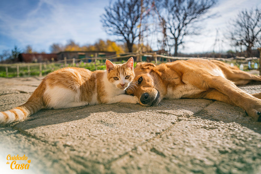 cachorro e gato deitados no chão